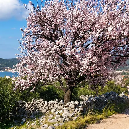 Charming In With Parking Included Vinišće